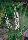 Lysimachia ephemerum